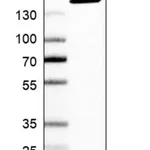 Merck Anti-SF3B1 antibody produced in rabbit