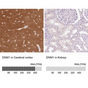 Merck Anti-DNM1 antibody produced in rabbit