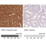 Merck Anti-DNM1 antibody produced in rabbit