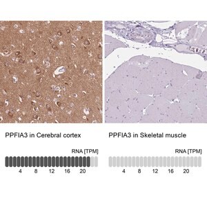 Merck Anti-PPFIA3 antibody produced in rabbit