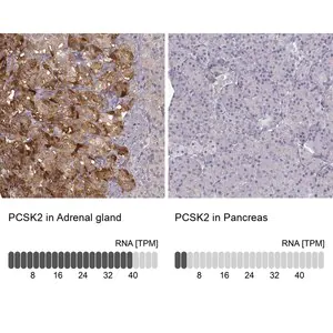 Merck Anti-PCSK2 antibody produced in rabbit