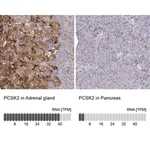 Merck Anti-PCSK2 antibody produced in rabbit