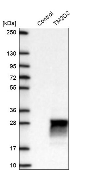 Merck Anti-TM2D2 antibody produced in rabbit
