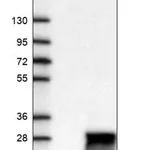 Merck Anti-TM2D2 antibody produced in rabbit