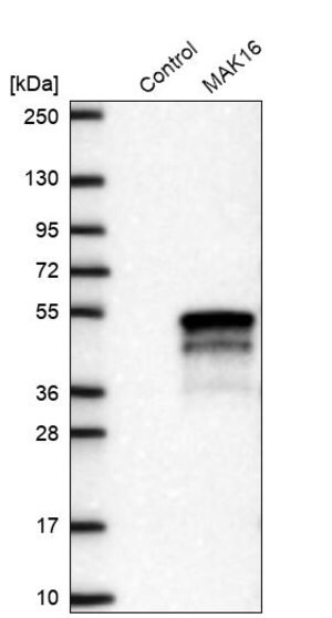 Merck Anti-MAK16 antibody produced in rabbit