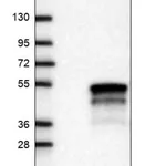 Merck Anti-MAK16 antibody produced in rabbit