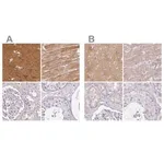 Merck Anti-CAP2 antibody produced in rabbit