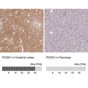 Merck Anti-PCDH1 antibody produced in rabbit