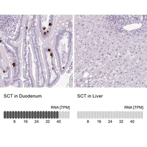 Merck Anti-SCT antibody produced in rabbit
