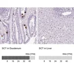 Merck Anti-SCT antibody produced in rabbit