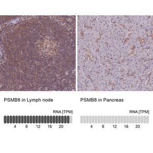 Merck Anti-PSMB8 antibody produced in rabbit