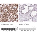 Merck Anti-LMOD2 antibody produced in rabbit