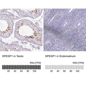 Merck Anti-SPESP1 antibody produced in rabbit