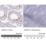 Merck Anti-SPESP1 antibody produced in rabbit