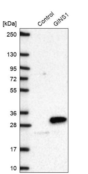 Merck Anti-GINS1 antibody produced in rabbit