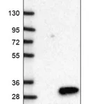 Merck Anti-GINS1 antibody produced in rabbit