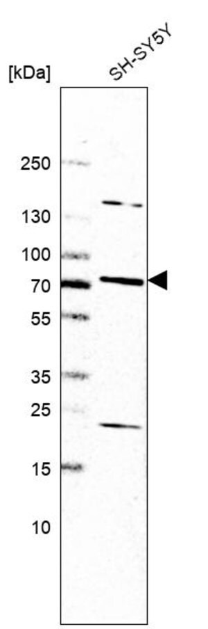 Merck Anti-SLC44A5 antibody produced in rabbit