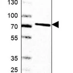 Merck Anti-SLC44A5 antibody produced in rabbit
