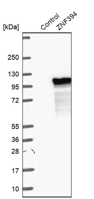 Merck Anti-ZNF394 antibody produced in rabbit