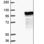 Merck Anti-ZNF394 antibody produced in rabbit
