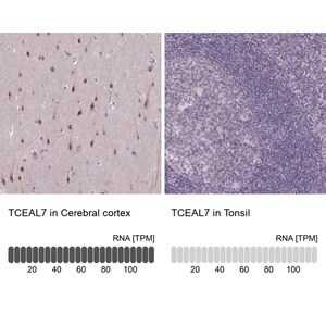 Merck Anti-TCEAL7 antibody produced in rabbit