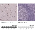 Merck Anti-TCEAL7 antibody produced in rabbit