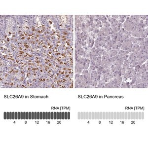 Merck Anti-SLC26A9 antibody produced in rabbit