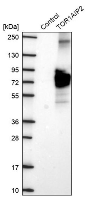 Merck Anti-TOR1AIP2 antibody produced in rabbit
