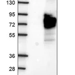 Merck Anti-TOR1AIP2 antibody produced in rabbit
