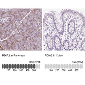 Merck Anti-PDIA2 antibody produced in rabbit