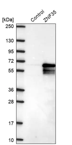 Merck Anti-ZNF35 antibody produced in rabbit