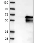 Merck Anti-ZNF35 antibody produced in rabbit