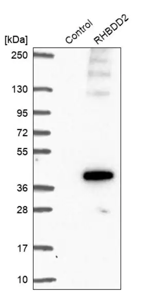 Merck Anti-RHBDD2 antibody produced in rabbit