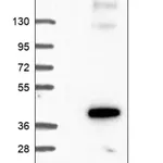 Merck Anti-RHBDD2 antibody produced in rabbit