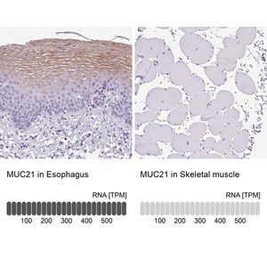 Merck Anti-MUC21 antibody produced in rabbit