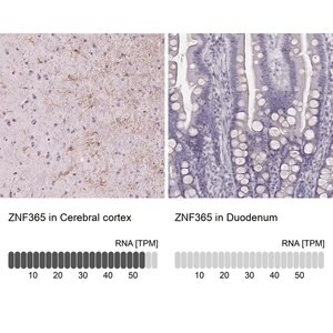 Merck Anti-ZNF365 antibody produced in rabbit