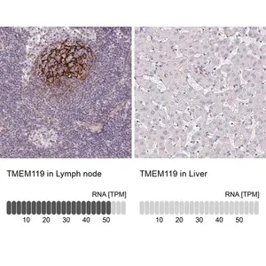 Merck Anti-TMEM119 antibody produced in rabbit