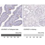 Merck Anti-LDLRAD1 antibody produced in rabbit
