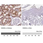 Merck Anti-OGDHL antibody produced in rabbit