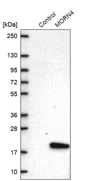 Merck Anti-MORN4 antibody produced in rabbit