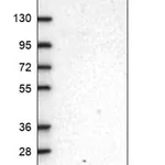Merck Anti-MORN4 antibody produced in rabbit