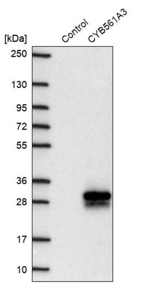 Merck Anti-CYB561A3 antibody produced in rabbit