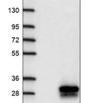 Merck Anti-CYB561A3 antibody produced in rabbit