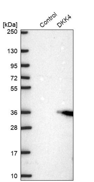 Merck Anti-DKK4 antibody produced in rabbit