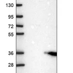 Merck Anti-DKK4 antibody produced in rabbit