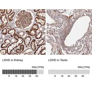 Merck Anti-LDHD antibody produced in rabbit