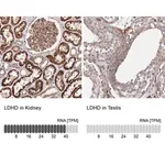 Merck Anti-LDHD antibody produced in rabbit