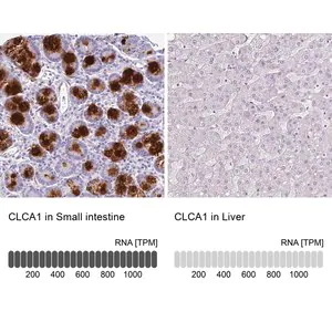 Merck Anti-CLCA1 antibody produced in rabbit