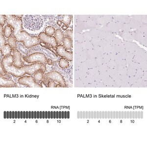 Merck Anti-PALM3 antibody produced in rabbit