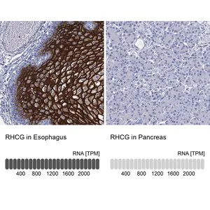 Merck Anti-RHCG antibody produced in rabbit